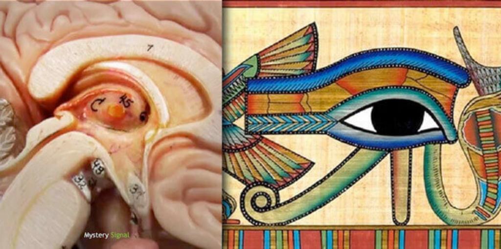 pineal-gland-eye-horus